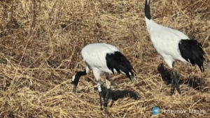 Амурчане вновь смогут наблюдать за журавлями Снежинкой и Подснежником — птицы вернулись в регион - gtrkamur.ru