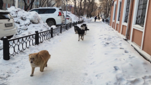 Собаки чаще стали срываться с цепей в регионе — хозяевам напоминают об ответственности - gtrkamur.ru