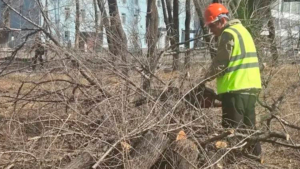 В мэрии Благовещенска объяснили, зачем спиливают деревья возле Алексеевской гимназии - gtrkamur.ru