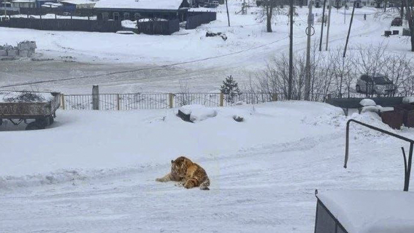 Охотоведы опровергли подлинность фотографии с запечатленным возле тыгдинской школы тигром - gtrkamur.ru