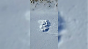 Полосатый хищник вновь наследил в Амурской области - gtrkamur.ru