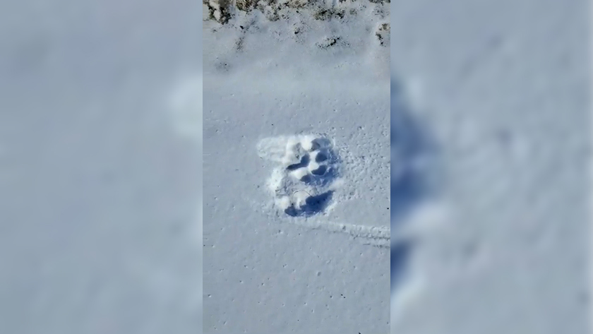 Полосатый хищник вновь наследил в Амурской области - gtrkamur.ru