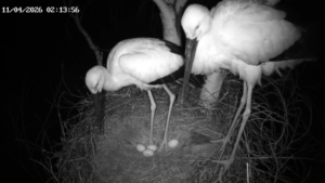 В гнезде аистов Амура и Зеи — четыре яйца - gtrkamur.ru