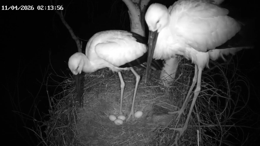 В гнезде аистов Амура и Зеи — четыре яйца - gtrkamur.ru