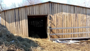 Ветеран СВО из Тамбовского округа строит планы по развитию молочного и мясного хозяйства - gtrkamur.ru