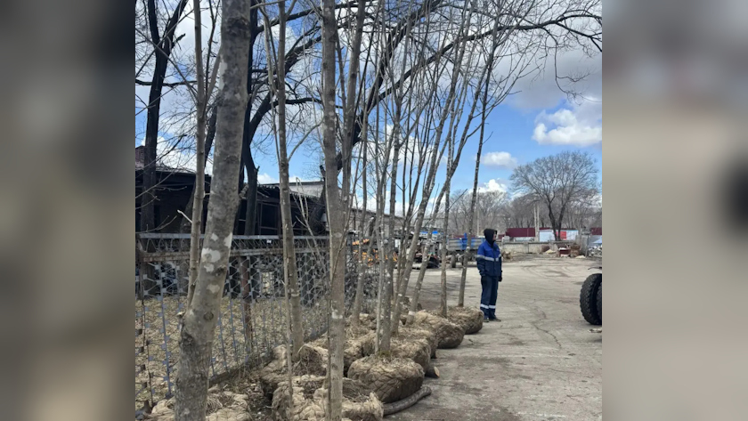 158 крупномерных лип, ясеней и кленов высадят в Благовещенске - gtrkamur.ru