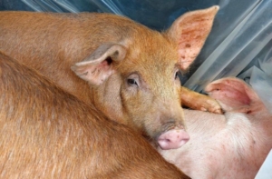 Где документы? Нелегальную перевозку более 100 голов животных пресекли в Приамурье - gtrkamur.ru