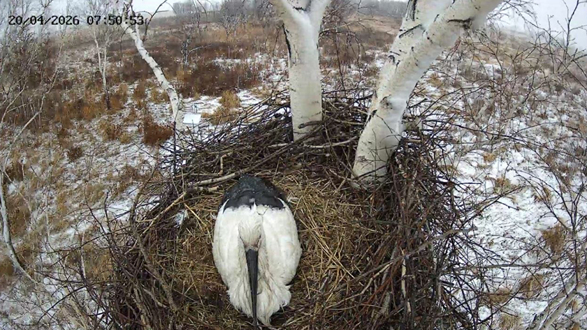 Амуру и Зее не страшен снег — пернатые ждут четырех птенцов в Березовском заказнике - gtrkamur.ru
