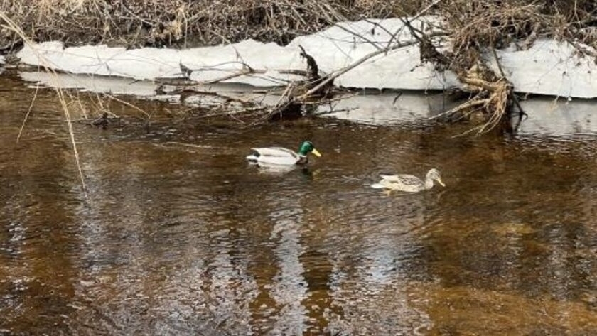 Весна в заказнике: семейную пару уток заметили в Муравьевском - gtrkamur.ru