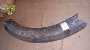 Почти тонна бивней мамонта на 24 миллиона: в Благовещенске будут судить контрабандистов - gtrkamur.ru