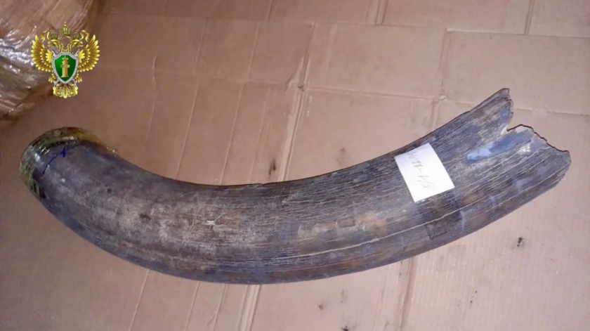 Почти тонна бивней мамонта на 24 миллиона: в Благовещенске будут судить контрабандистов - gtrkamur.ru