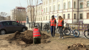 Липы, клёны и сосны высаживают на улице Горького в Благовещенске - gtrkamur.ru