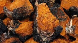 Берёзовый гриб экспортировали из Приамурья в Китай - gtrkamur.ru