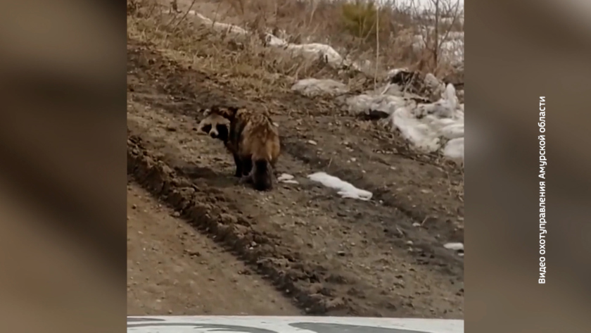 Енотовидную собаку заснял охотовед в Серышевском округе - gtrkamur.ru