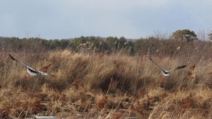 Аисты вернулись в Приамурье: краснокнижные вестники весны уже обживаются и вьют гнёзда - gtrkamur.ru