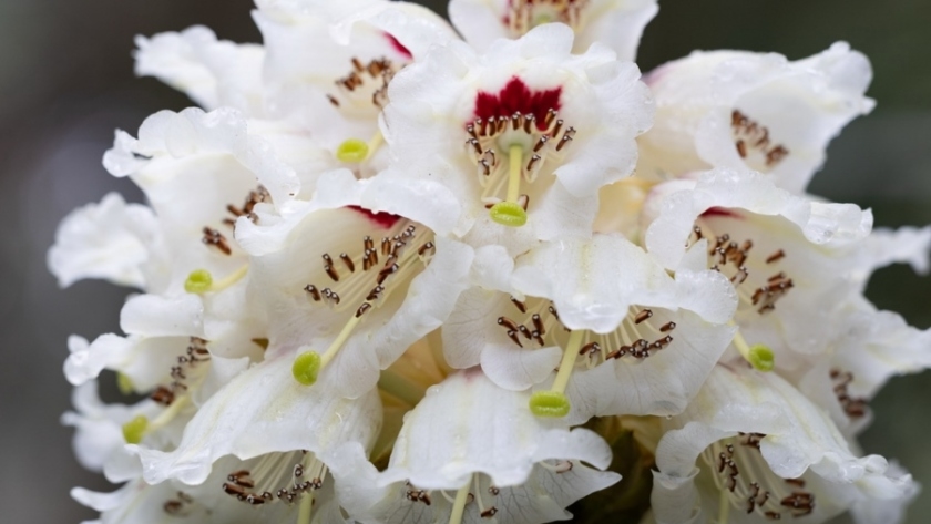 29 лет ожидания: в Китае впервые зацвёл редчайший рододендрон - gtrkamur.ru