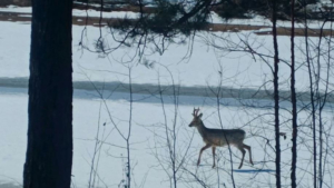 Глухариные песни и миграция косуль: весенняя жизнь диких животных в Приамурье - gtrkamur.ru