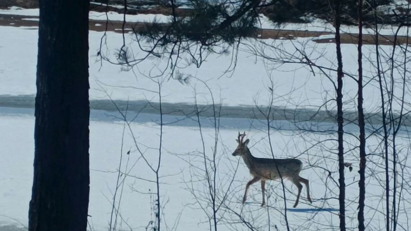 Глухариные песни и миграция косуль: весенняя жизнь диких животных в Приамурье - gtrkamur.ru