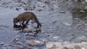 Амурский фотограф запечатлел лесного кота, который едва не провалился под лед замерзшего ручья - gtrkamur.ru