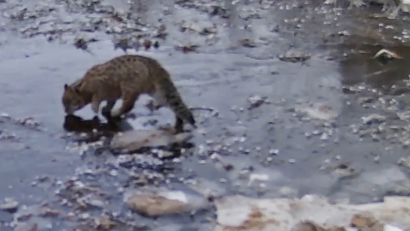 Амурский фотограф запечатлел лесного кота, который едва не провалился под лед замерзшего ручья - gtrkamur.ru