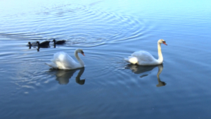 Ивановские лебеди Пётр и Феврония переместились в свою летнюю резиденцию - gtrkamur.ru
