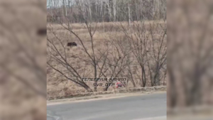 Косолапый у заправки: медведя заметили в Свободненском округе - gtrkamur.ru