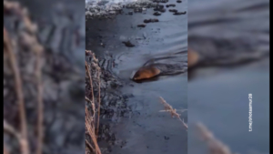 Инспектор охотнадзора запечатлел ондатру в Октябрьском округе - gtrkamur.ru