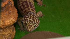 Ящерицы вместо кошек: амурчане массово заводят экзотических «террариумных» любимцев - gtrkamur.ru