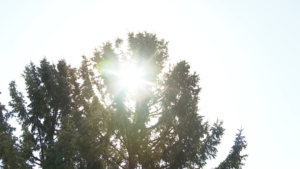 До +19 °С: прогноз погоды на 30 апреля в Приамурье - gtrkamur.ru