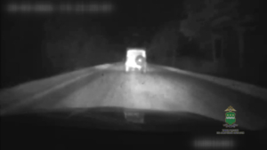 Пьяный водитель без прав устроил погоню в Шимановском округе - gtrkamur.ru