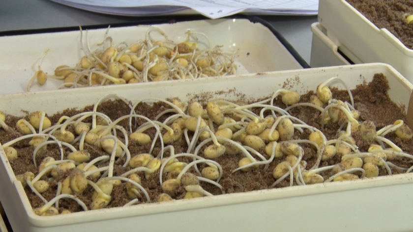 Проверки на качество проходят семена культур, которыми амурские аграрии собираются засадить земли в этом году - gtrkamur.ru