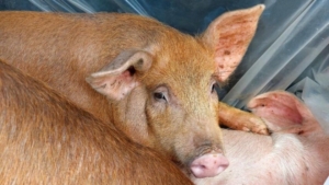 Где документы? Нелегальную перевозку более 100 голов животных пресекли в Приамурье - gtrkamur.ru