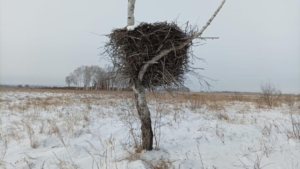 С текущим ремонтом птицы справятся сами: в Приамурье завершился первый этап проверок гнезд аистов - gtrkamur.ru