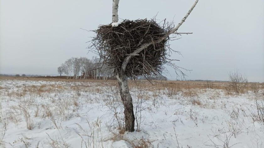 С текущим ремонтом птицы справятся сами: в Приамурье завершился первый этап проверок гнезд аистов - gtrkamur.ru