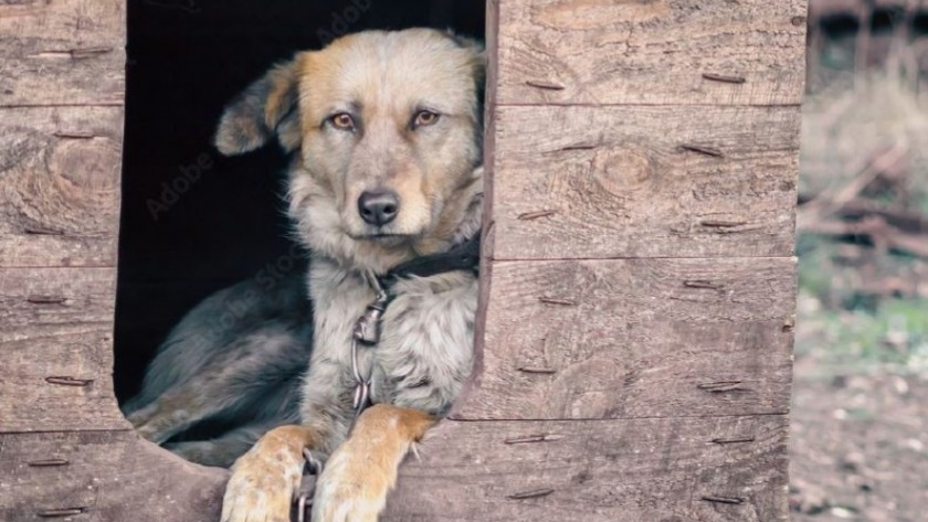 «Не заходи, укусит»: в Пояркове 11-летний мальчик не послушал друзей и поплатился - gtrkamur.ru