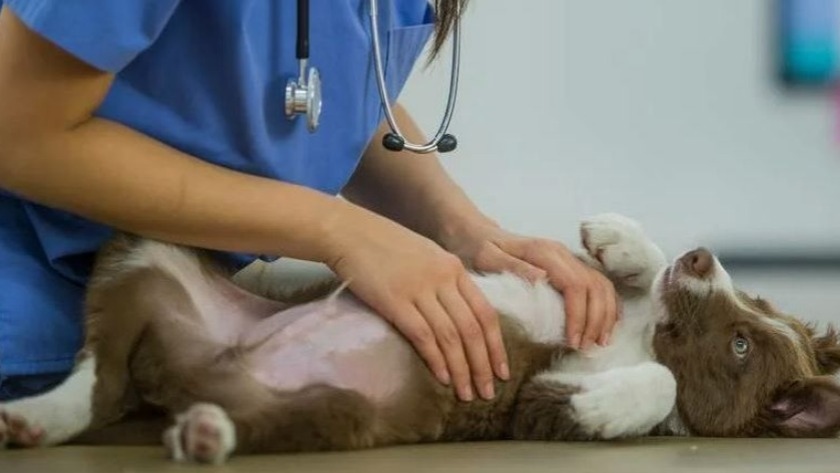 520 кошек и собак стерилизовали в Приамурье со скидкой - gtrkamur.ru