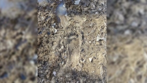 По следам и гнёздам: в амурских заказниках стартовали весенние учёты медведей и птиц - gtrkamur.ru