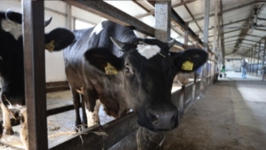 Субсидии на племенное животноводство: амурские сельхозпредприятия могут подать заявки - gtrkamur.ru