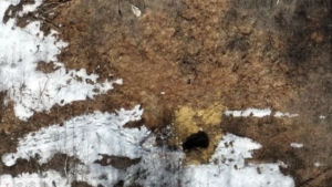 250 кило счастья: в Магдагачинском заказнике сняли довольного медведя за трапезой - gtrkamur.ru