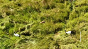 В Приамурье после зимовки вернулись краснокнижные птицы - gtrkamur.ru