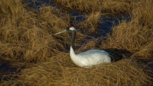 Журавли из Муравьевского заказника готовятся стать родителями - gtrkamur.ru