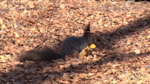 До +17 °С на юге: прогноз погоды на 17 апреля в Приамурье - gtrkamur.ru