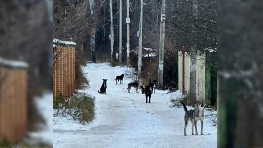 Шесть собак без присмотра: пенсионерка из Благовещенского округа получила штрафы - gtrkamur.ru