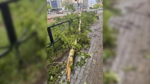 В Благовещенске на ребенка упало дерево: прокуратура начала проверку - gtrkamur.ru