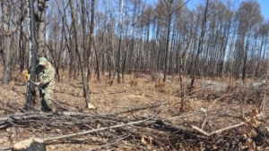 Неубранный лес обошёлся жителю Новобурейского в 13 тысяч рублей - gtrkamur.ru