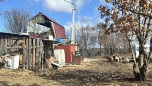 Тысяча коров вместо трёх: в Приамурье нашли крупные расхождения в учёте животных - gtrkamur.ru