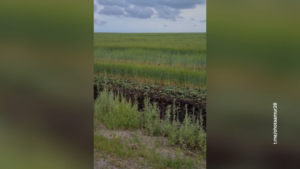 Семейная идиллия в дикой природе: охотовед снял редкий выводок фазанов с десятком птенцов - gtrkamur.ru