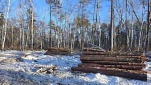 Замначальника лесхоза в Приамурье оштрафовали за незаконную рубку сосен - gtrkamur.ru