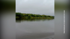 В Приамурье засняли редкого черного аиста - gtrkamur.ru
