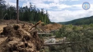 Золотая лихорадка вне закона: недропользователь из Тындинского округа ответит за лес перед судом - gtrkamur.ru